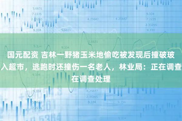 国元配资 吉林一野猪玉米地偷吃被发现后撞破玻璃冲入超市，逃跑时还撞伤一名老人，林业局：正在调查处理